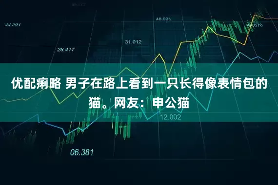 优配痢略 男子在路上看到一只长得像表情包的猫。网友：申公猫